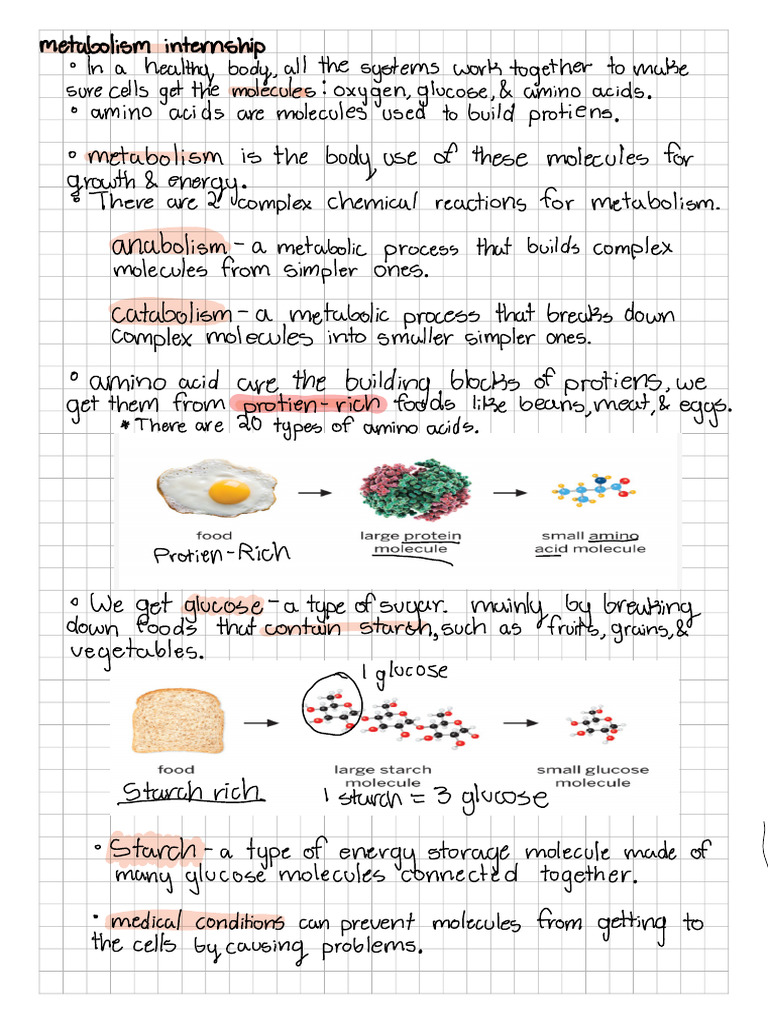 Metabolism Notes | PDF