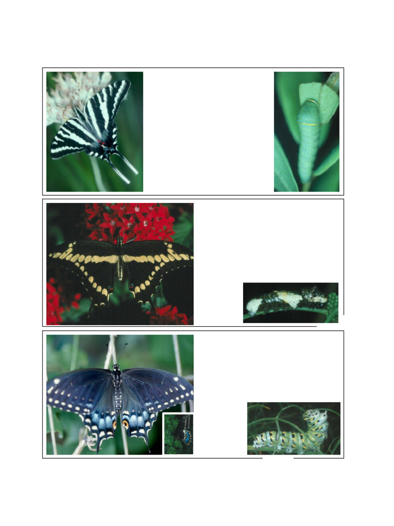 Butterflies and Caterpillars | PDF | Butterfly | Insects