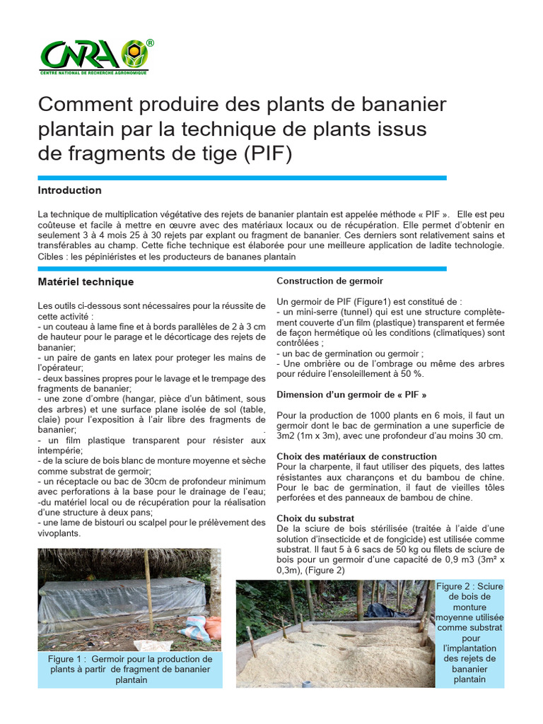 Production de plants de bananier PIF | PDF | Banane | Feuille