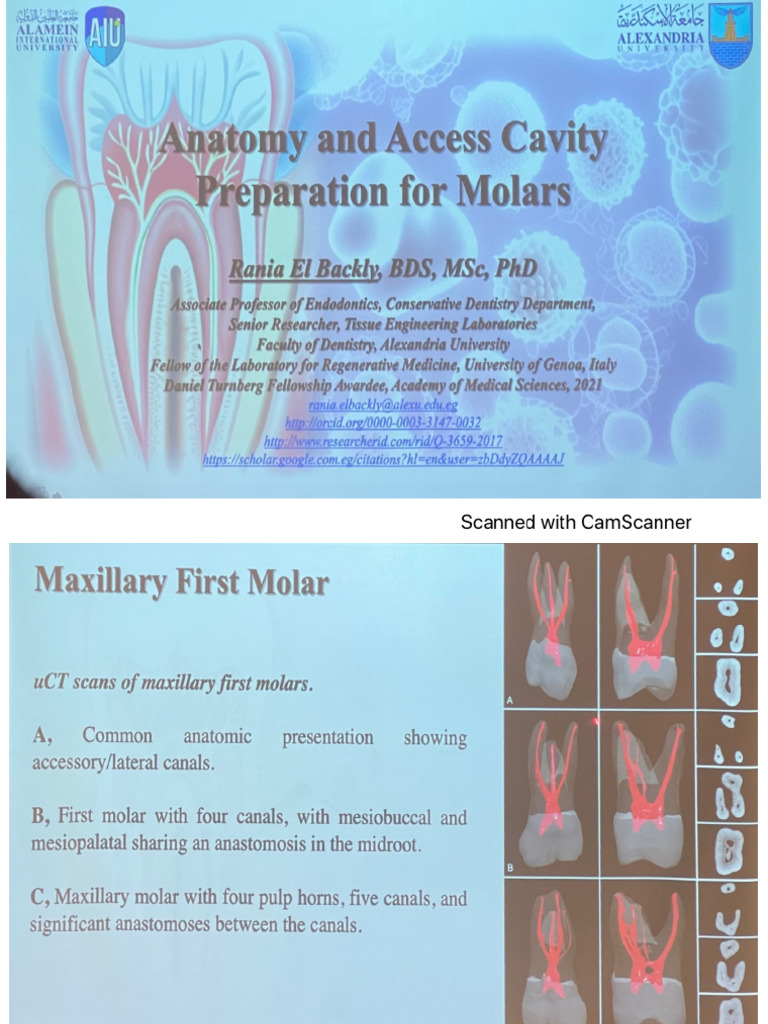 Maxillary Molars | PDF
