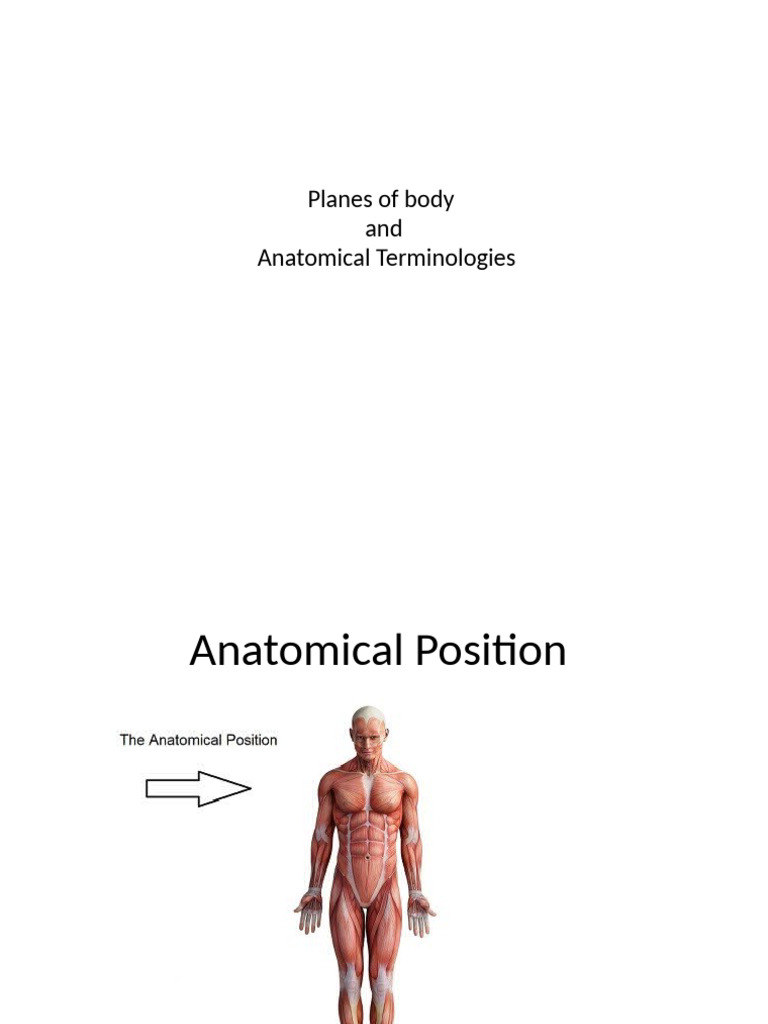 Body Planes and Anatomical Terms | PDF
