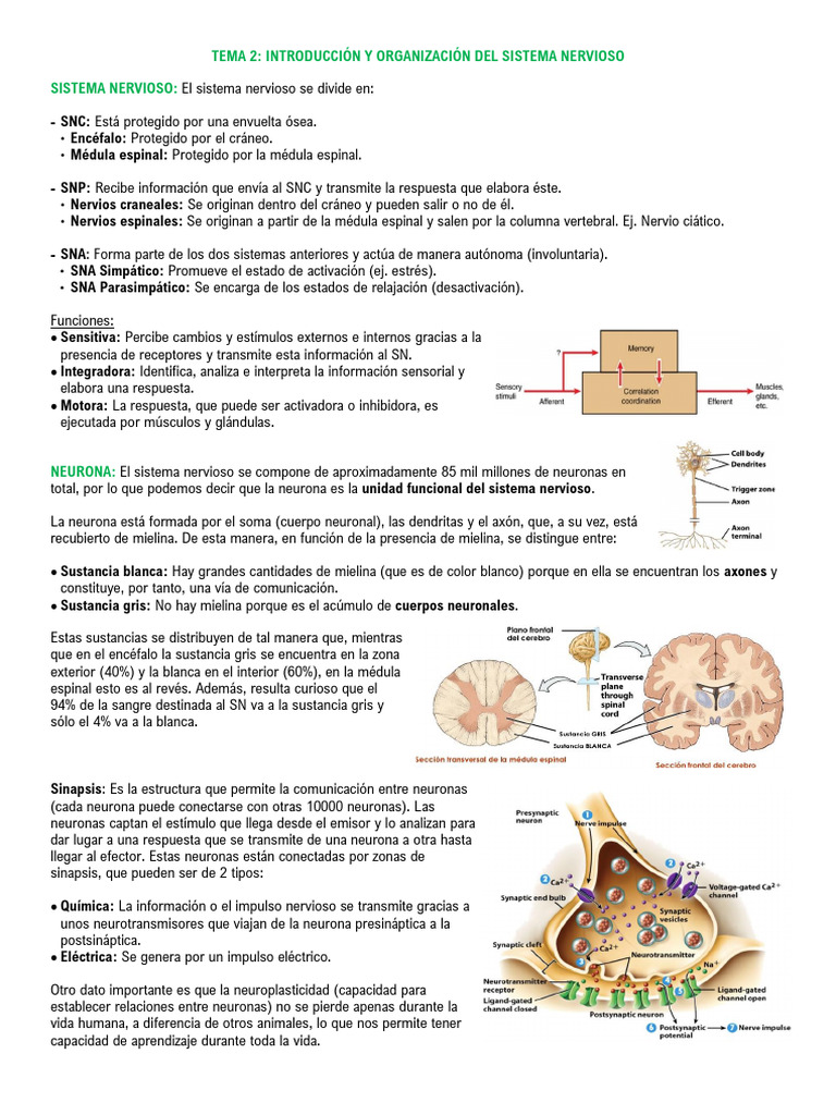Estructura y Funciones del Sistema Nervioso | PDF | Sistema nervioso ...