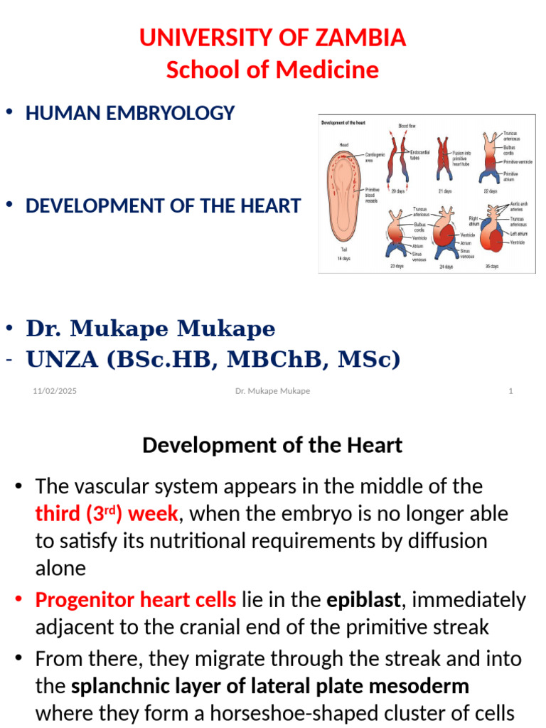 Heart Development and Congenital Defects | PDF | Congenital Heart ...