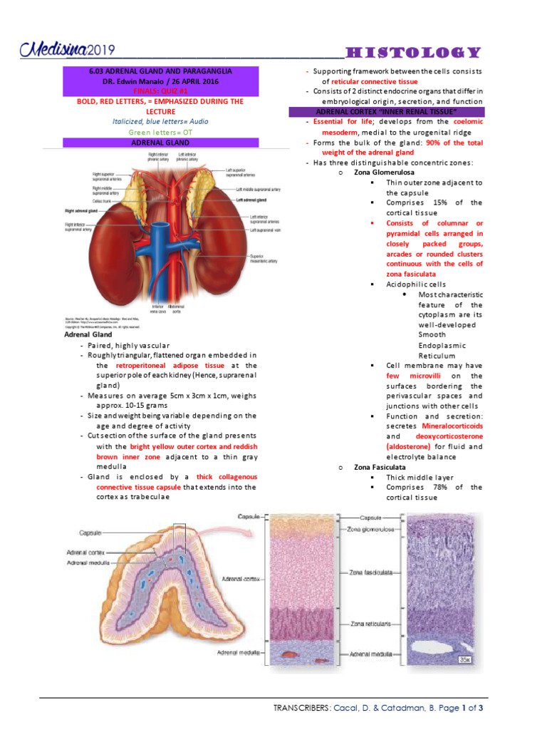 Adrenal Gland Histology Overview | PDF | Adrenal Gland | Endocrine System