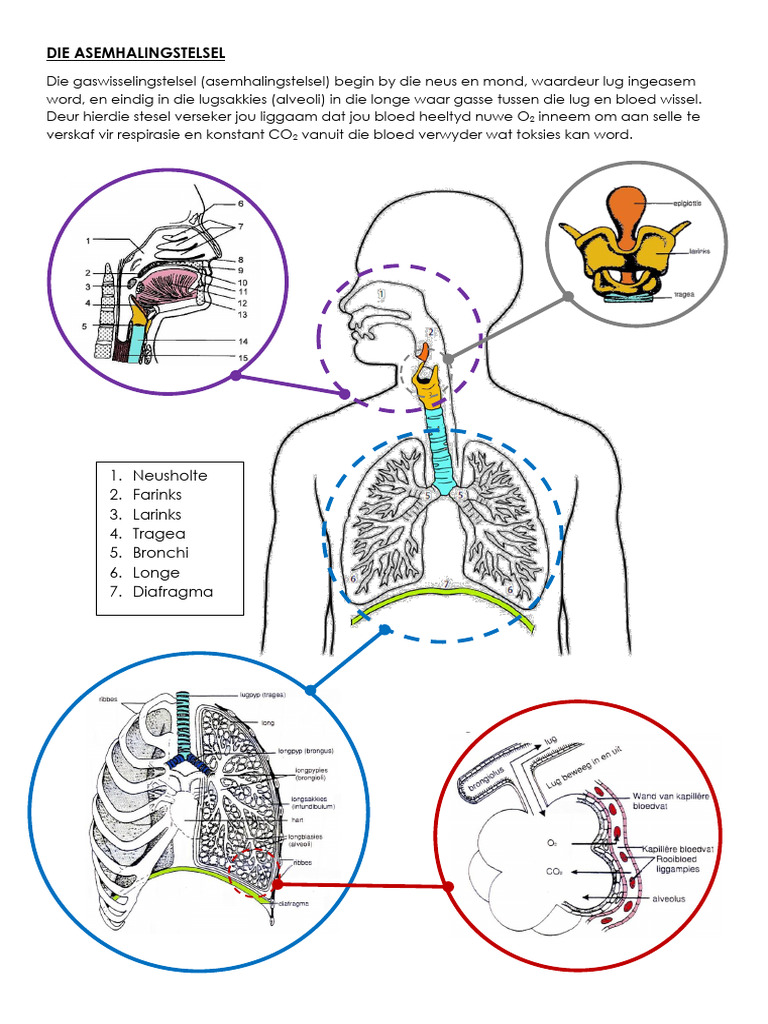 notas-die-asemhalingstelsel-afr-pdf