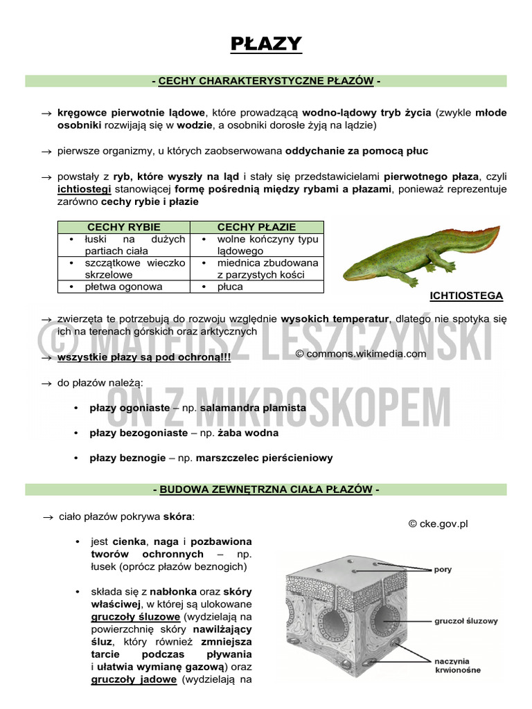 Płazy | PDF