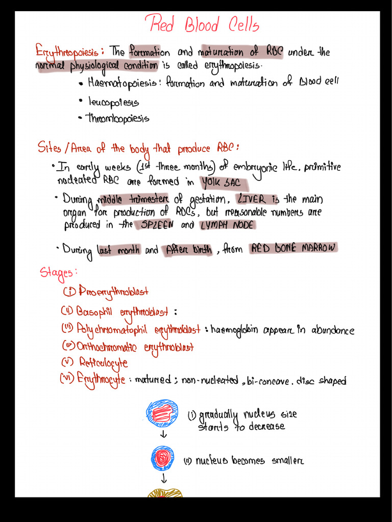 Red Blood Cells | PDF
