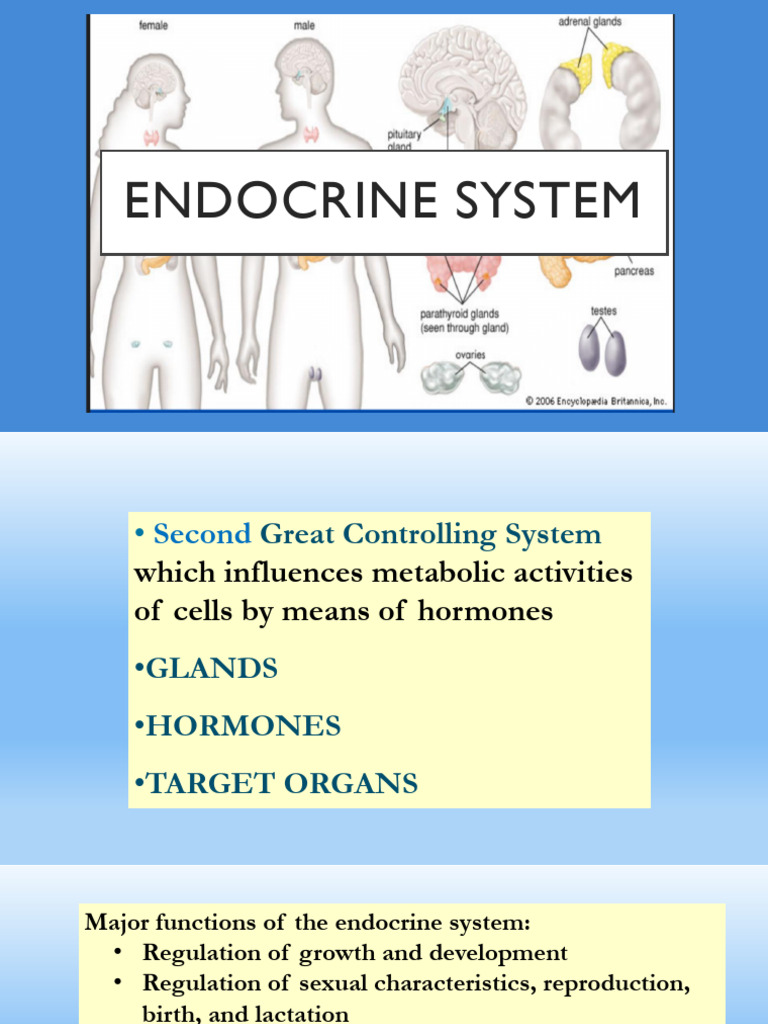 Overview of the Endocrine System | PDF | Hormone | Adrenal Gland