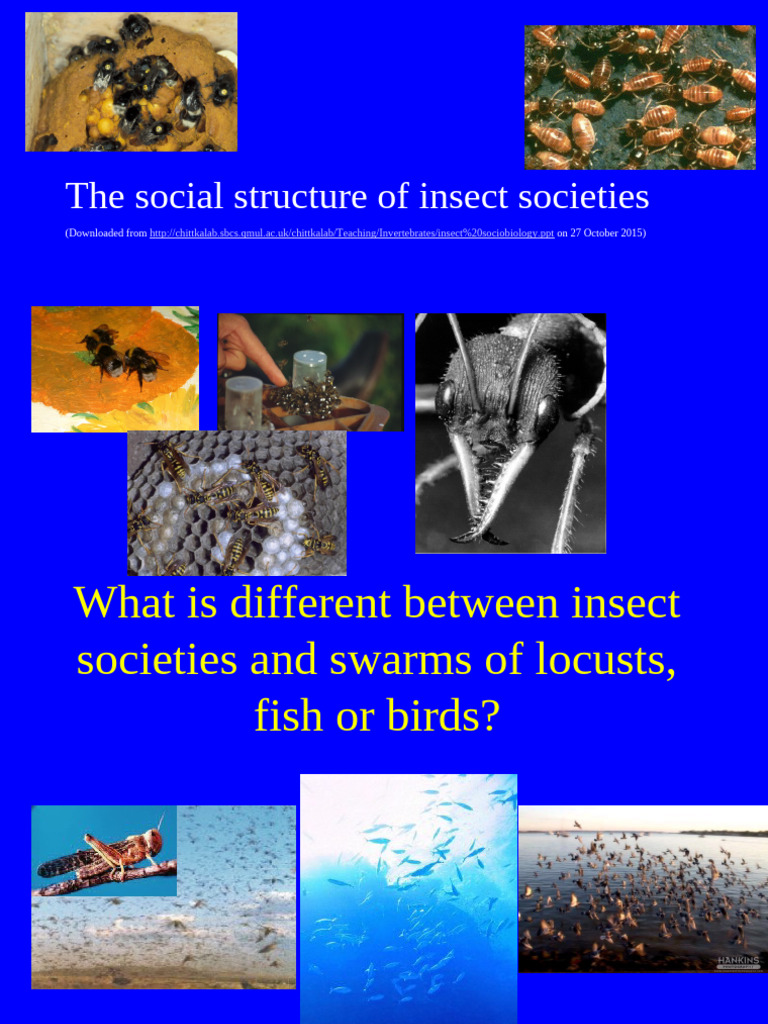 Social Structure of Insect Societies | PDF | Eusociality | Bees