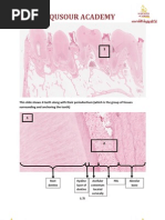 Download Alqusour Academy Oral Histo Final Lab by Minas Salah SN94195755 doc pdf