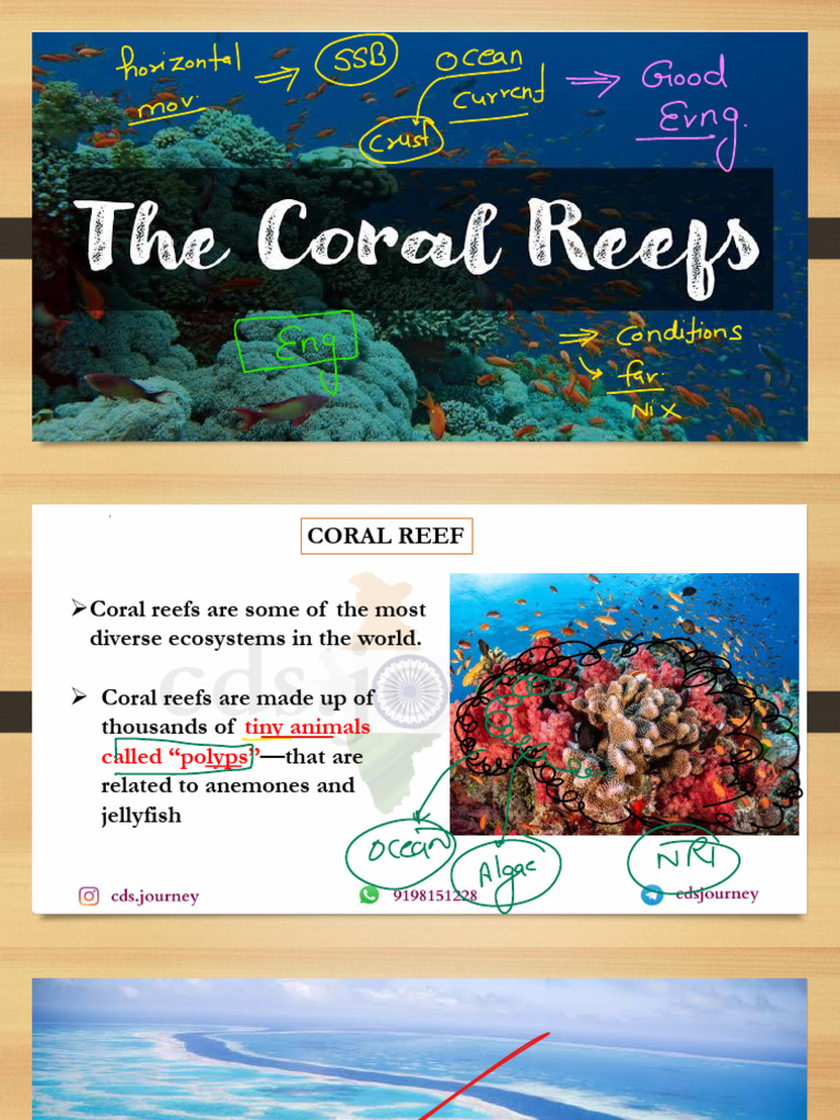 Understanding Coral Reefs and Their Importance | PDF | Coral Reef | Coral