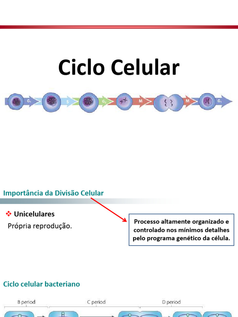 Entendendo o Ciclo Celular e seu Controle | PDF | Célula (Biologia ...