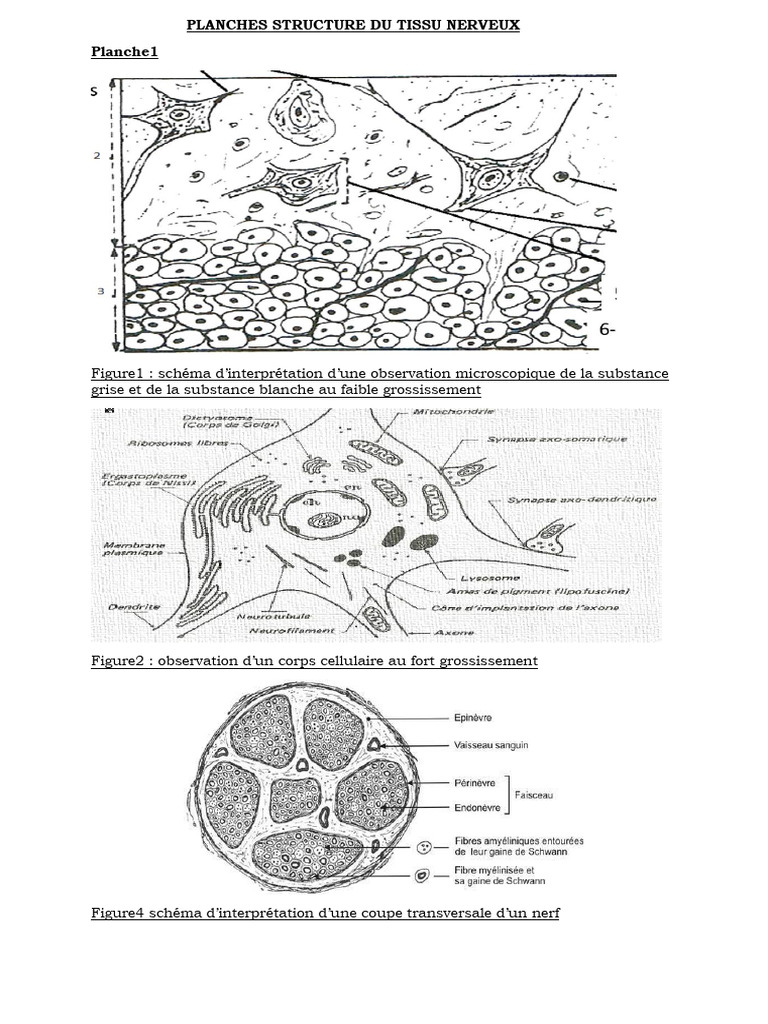 Propriétés et structure du tissu nerveux | PDF