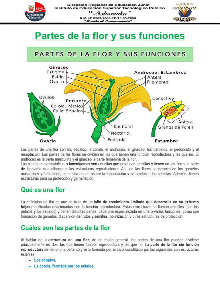 Clase N 06 Partes de La Flor y Sus Funciones | PDF | Flores | Polinización