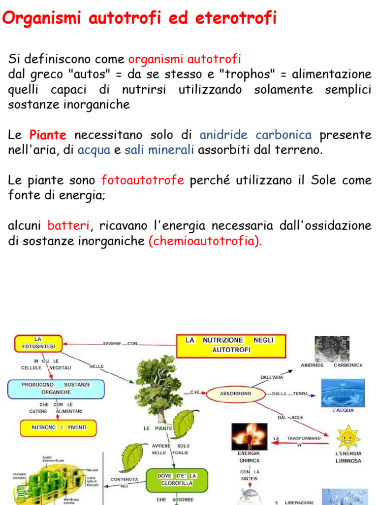 3-Autotrofi Ed Eterotrofi. Classificazione | PDF