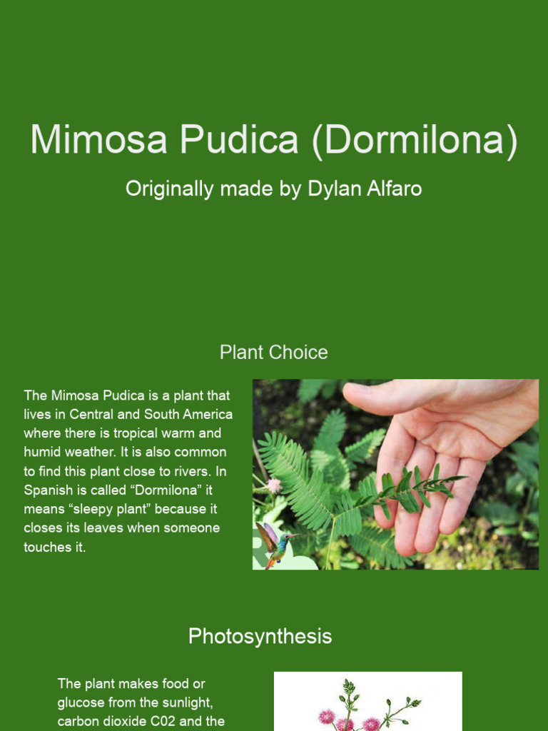 Mimosa Pudica: The Sleepy Plant Guide | PDF