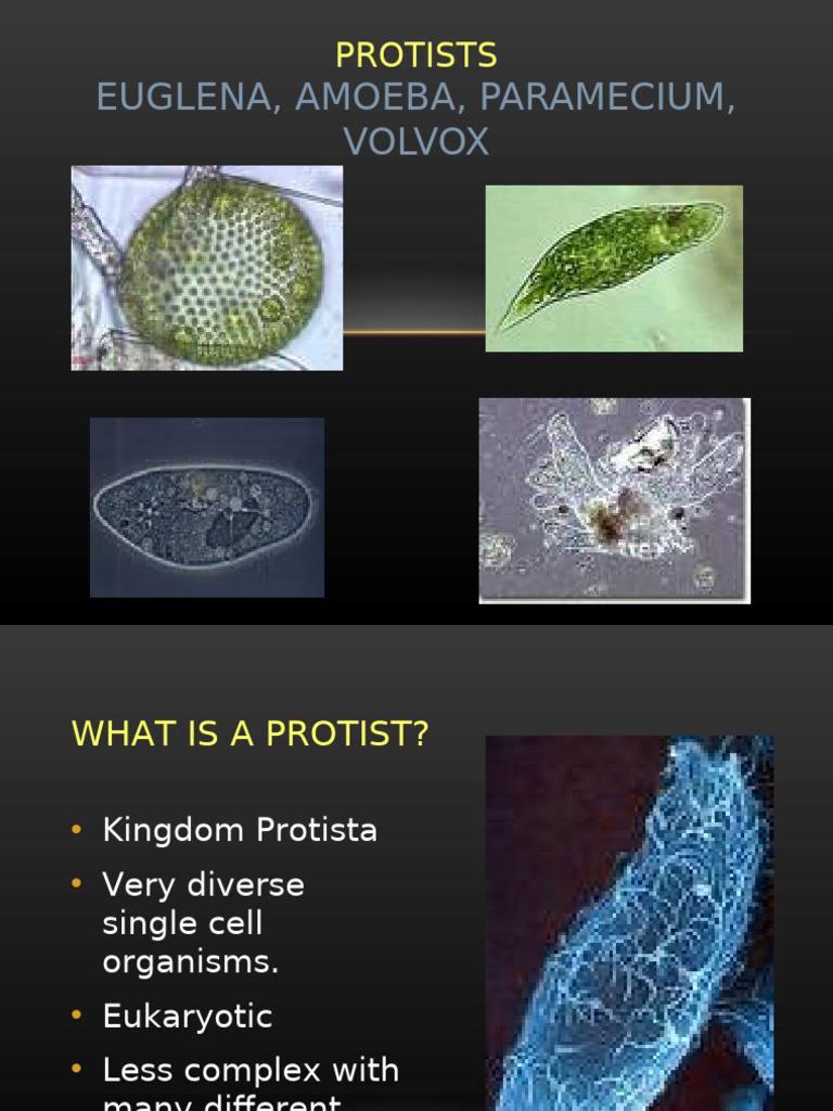 Protist Overview: Amoeba & Euglena | PDF | Cell (Biology) | Vacuole