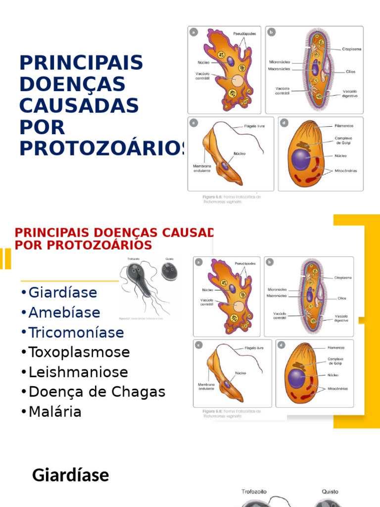 Principais Doenças Causadas Por Protozoários | PDF | Especialidades ...