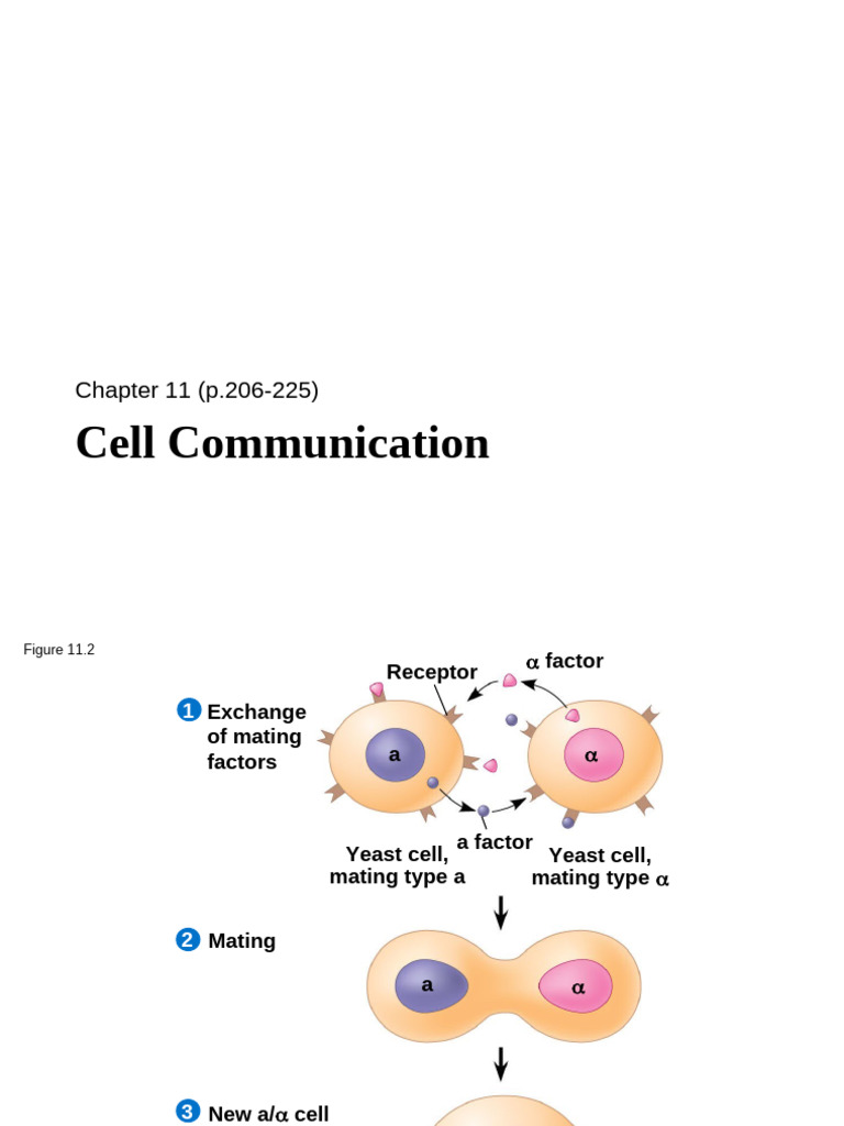 Cell Communication4 | PDF | Cell Signaling | Life Sciences
