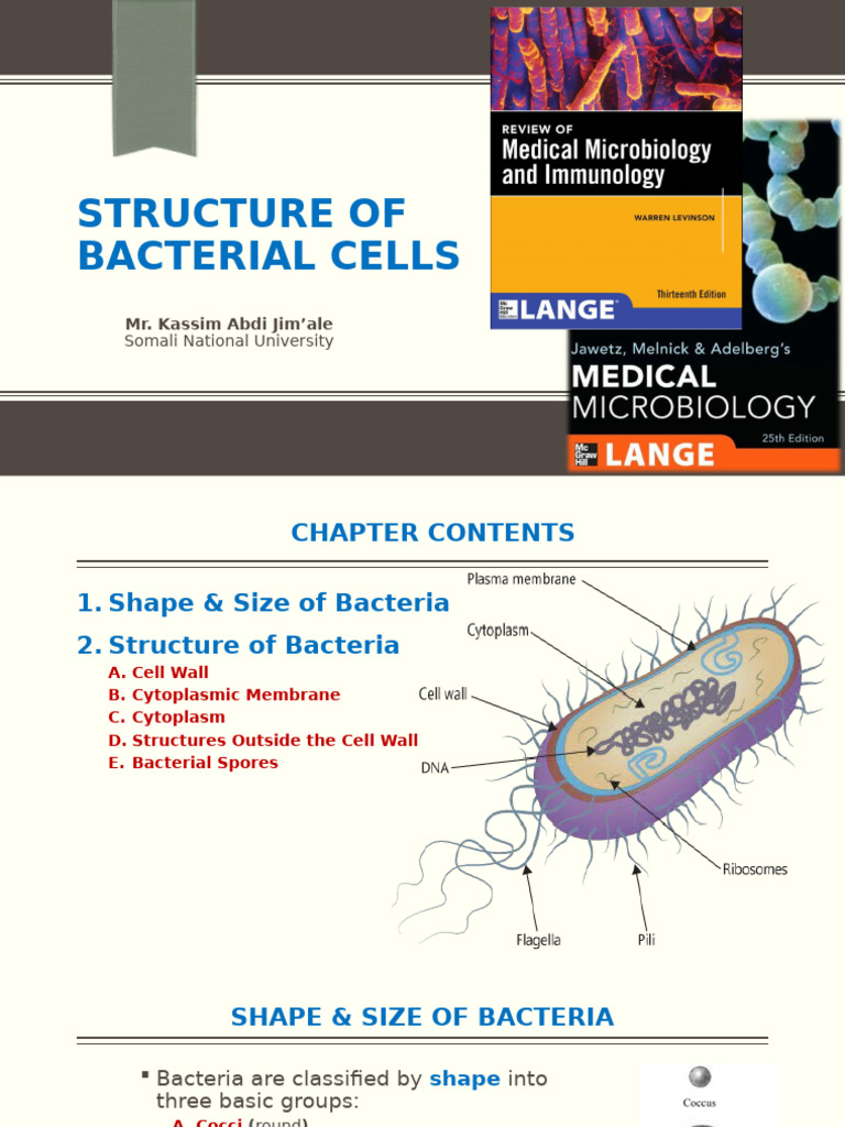Bacterial Cell Structure Overview | PDF | Bacteria | Gram Positive Bacteria