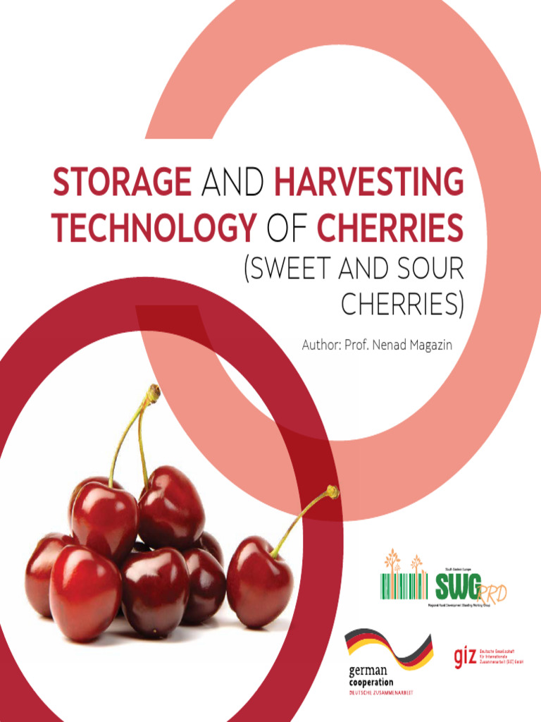 Cherry Harvesting and Storage Techniques | PDF | Cherry