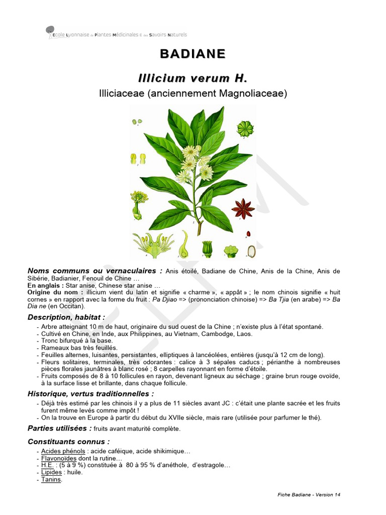 Contre-indications de la Badiane | PDF