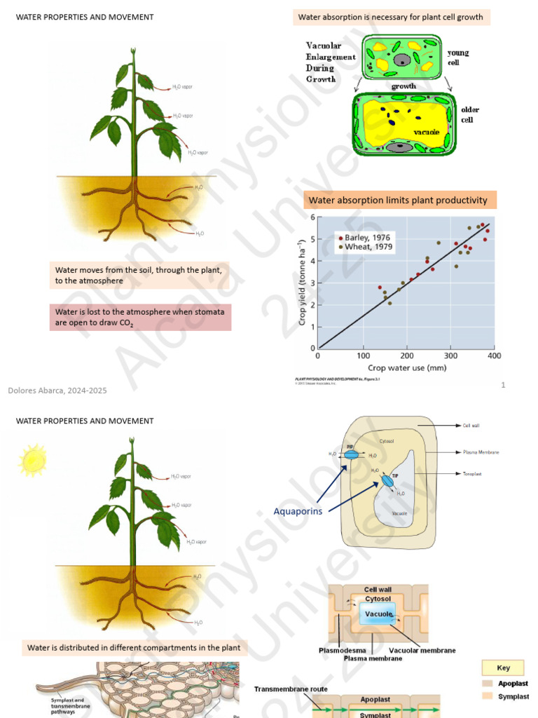 Water Movement in Plant Physiology | PDF | Water | Continuum Mechanics