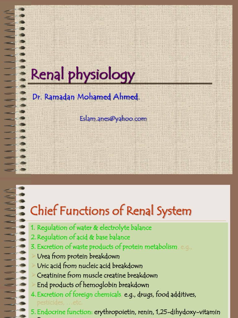 Nephron Structure and Function Overview | PDF | Kidney | Renal Function