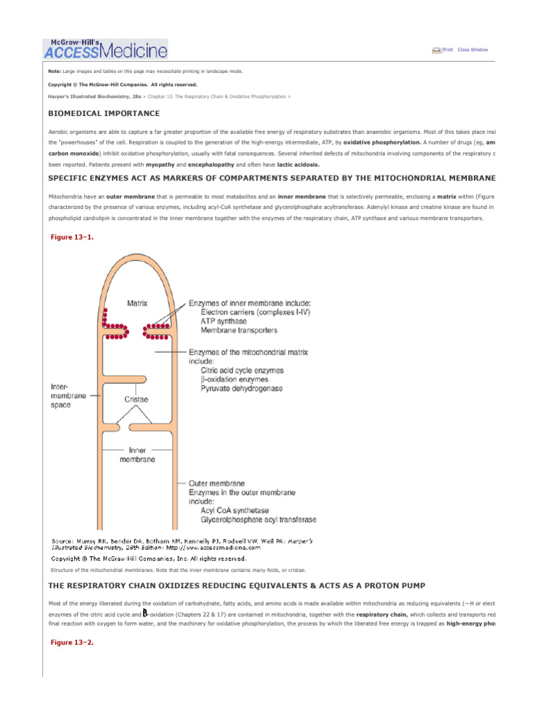 Mitochondrial Respiratory Chain Overview | PDF | Electron Transport ...