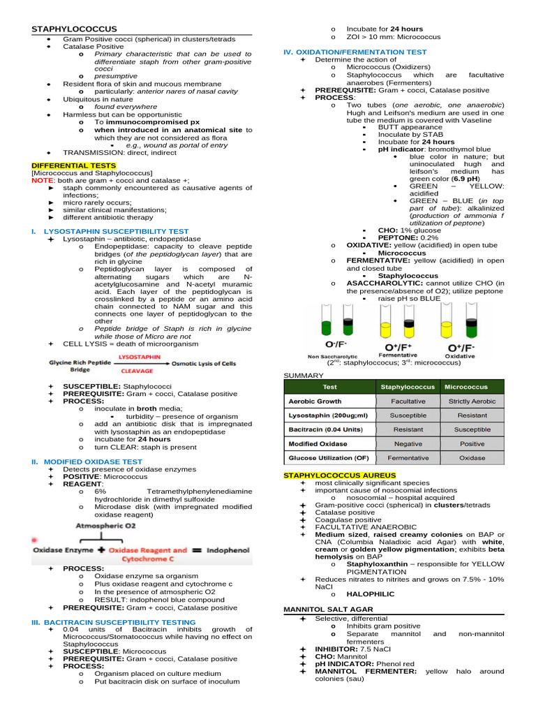 Staphylococcus Identification and Testing | PDF | Staphylococcus ...