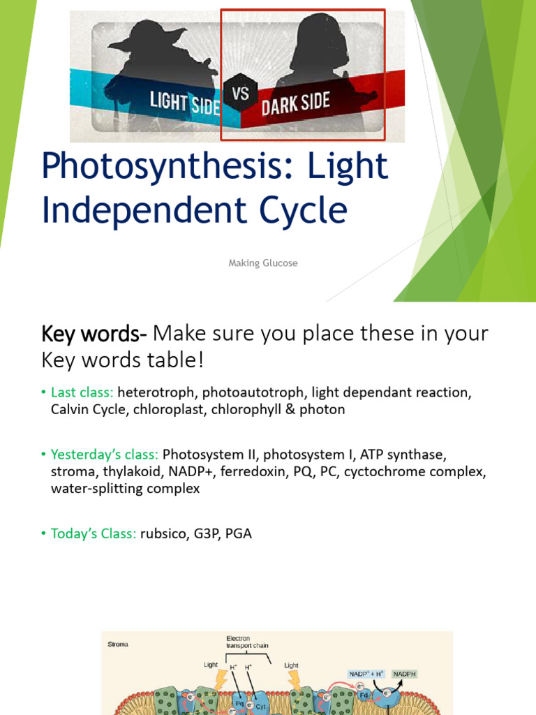 3 Photosynthesis - Calvin Cycle - Lesson | PDF | Biology | Biomolecules