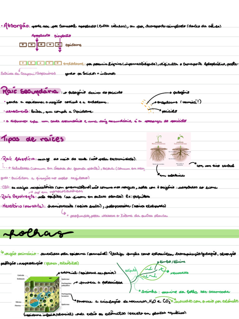 Estrutura e Função do Periciclo | PDF | Raiz | Plantas
