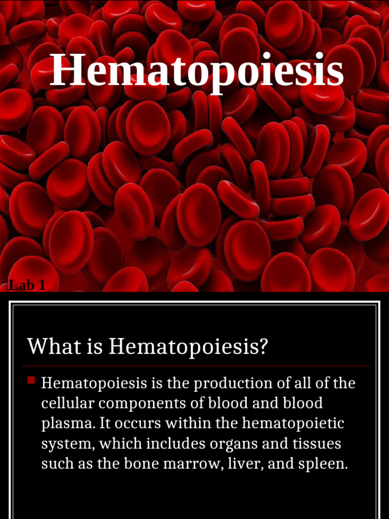Erythropoiesis and Hematopoiesis Overview | PDF | Haematopoiesis ...