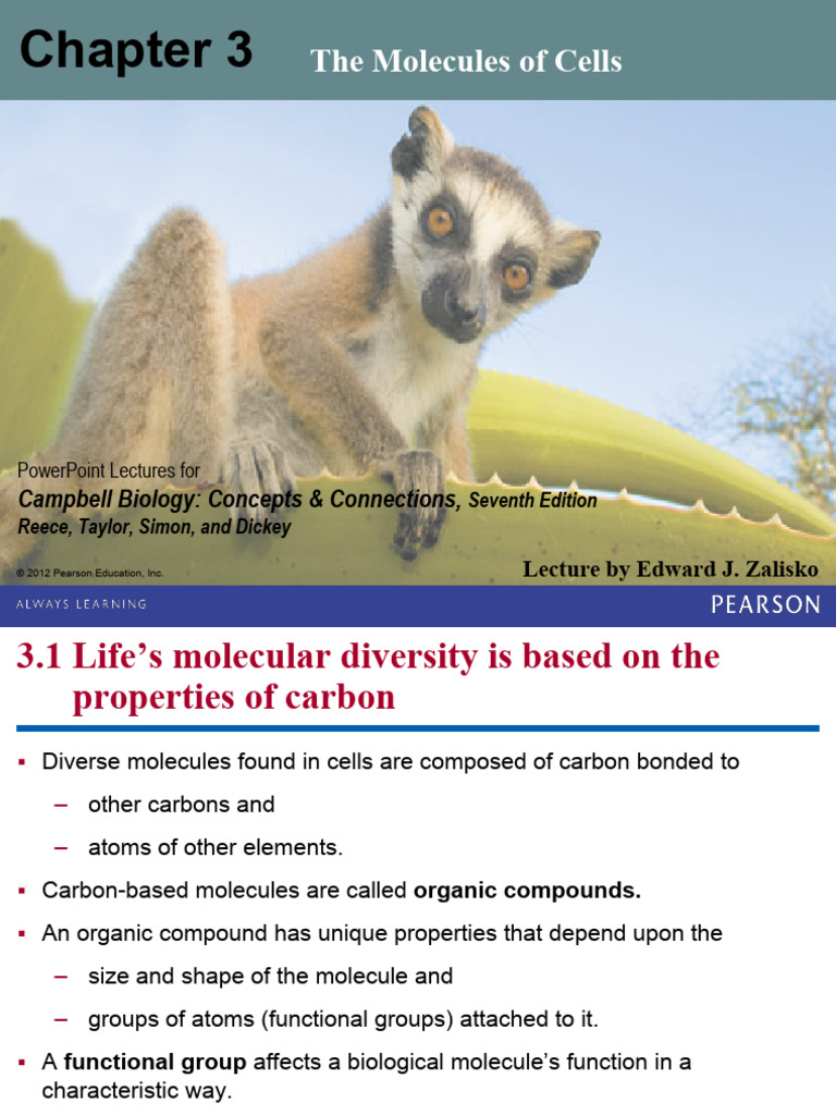 Molecules of Life: Macromolecules Overview | PDF | Nucleotides | Lipid