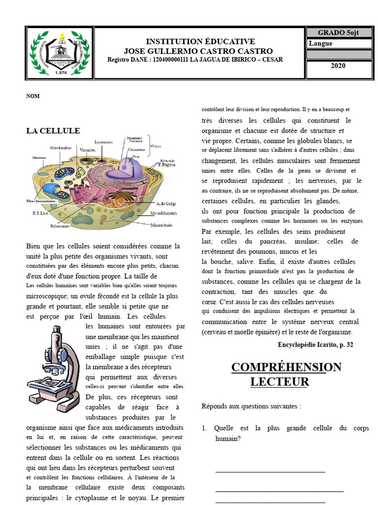Comprendre la cellule humaine | PDF | Cellule (Biologie) | Noyau (biologie)