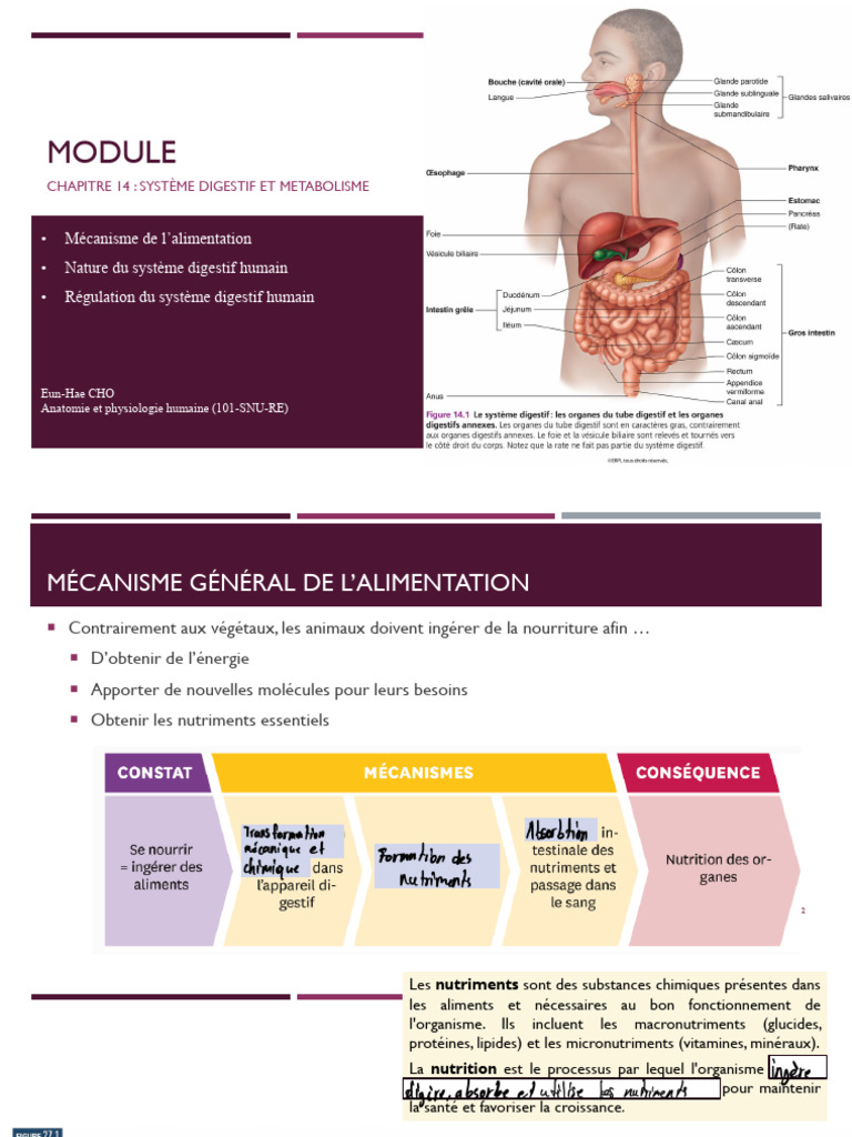Système digestif et métabolisme humain | PDF | Appareil digestif humain ...