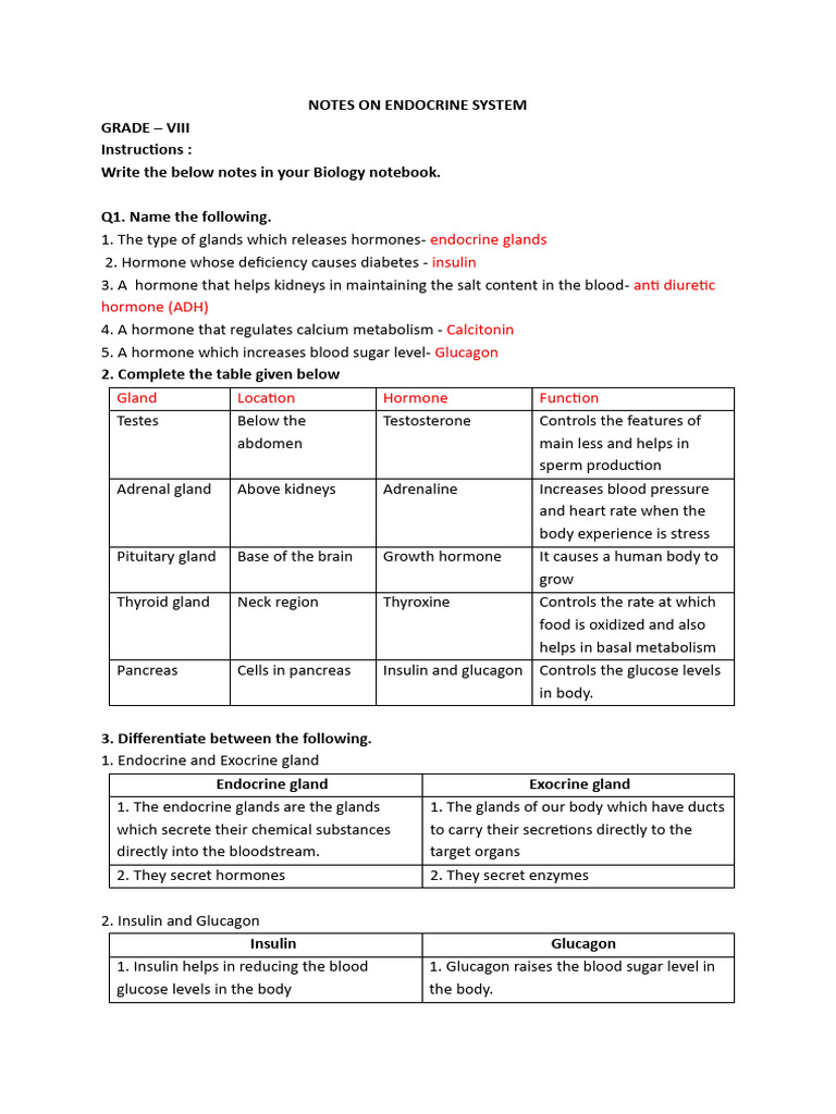 Endocrine System Overview for VIII Grade | PDF | Endocrine System | Hormone
