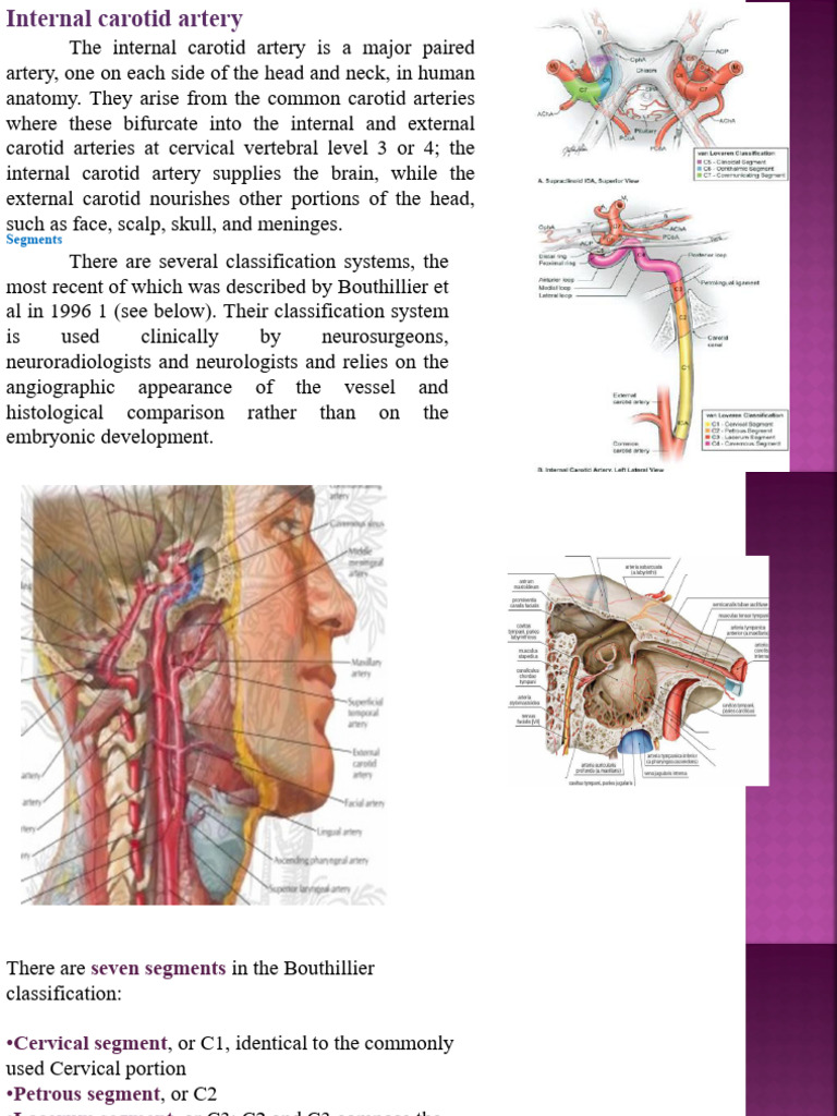 Internal Carotid Artery Overview | PDF | Hand | Arm
