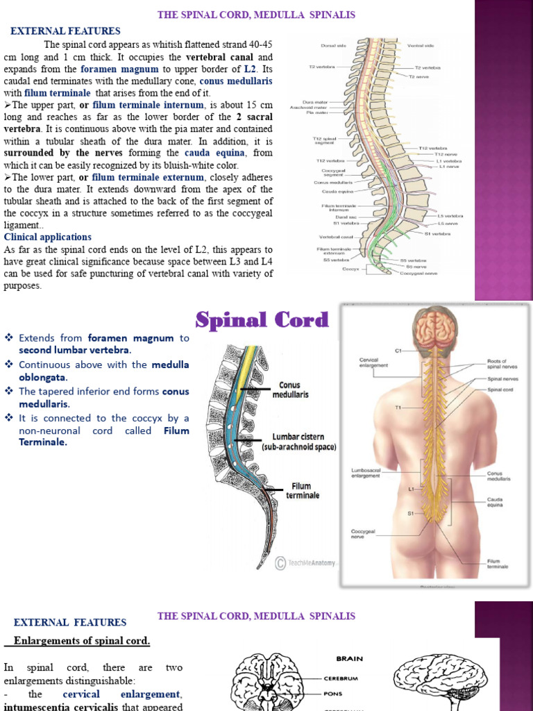 Anatomy of the Spinal Cord Explained | PDF | Spinal Cord | Neuroscience