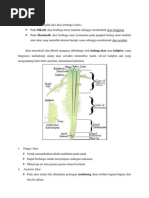 Download Penampang Akar by Helda Kungkung Sianipar SN94246595 doc pdf