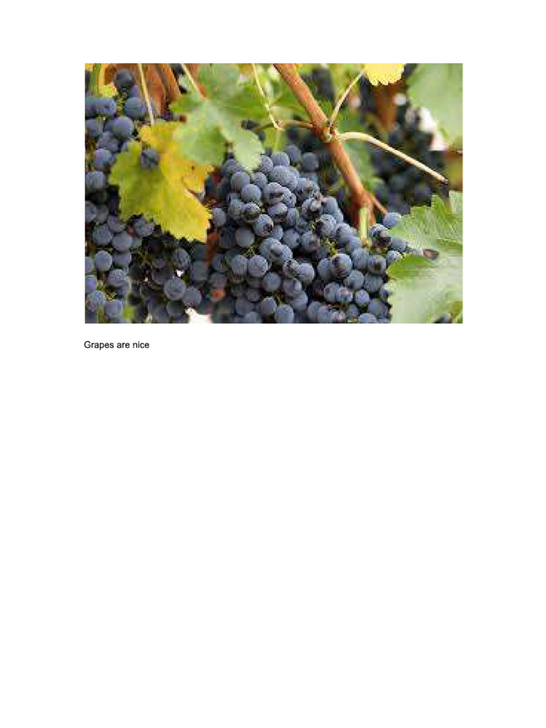 Grapes | PDF