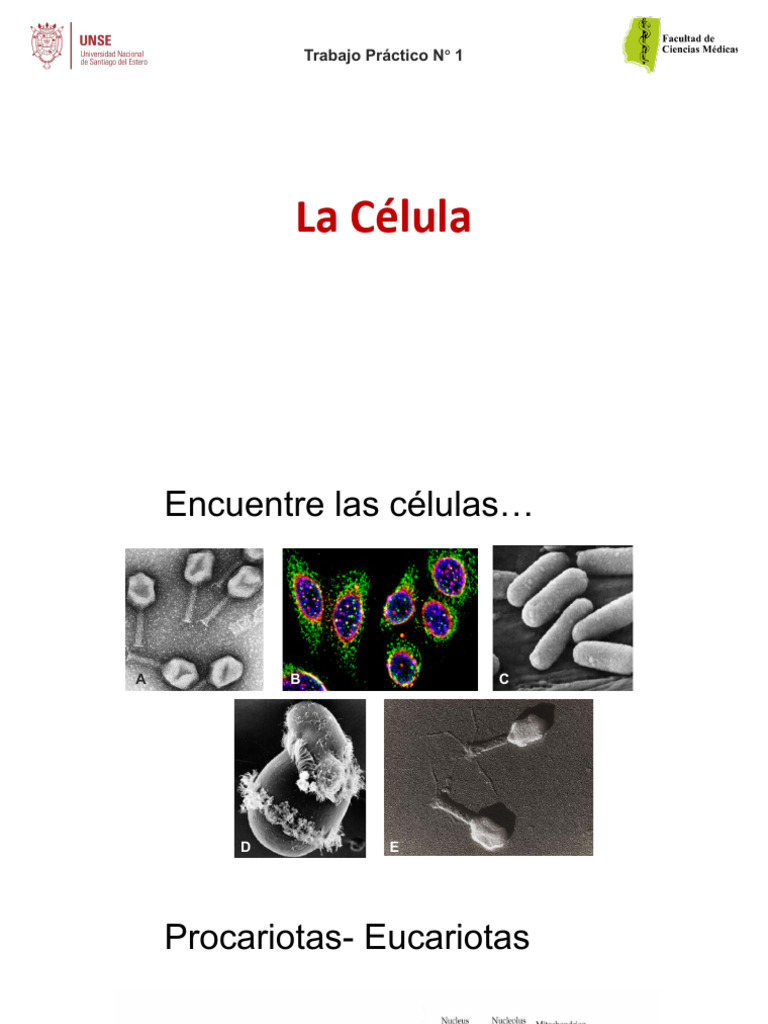 Estructura y Función de la Célula | PDF | Citoplasma | Nucleo celular