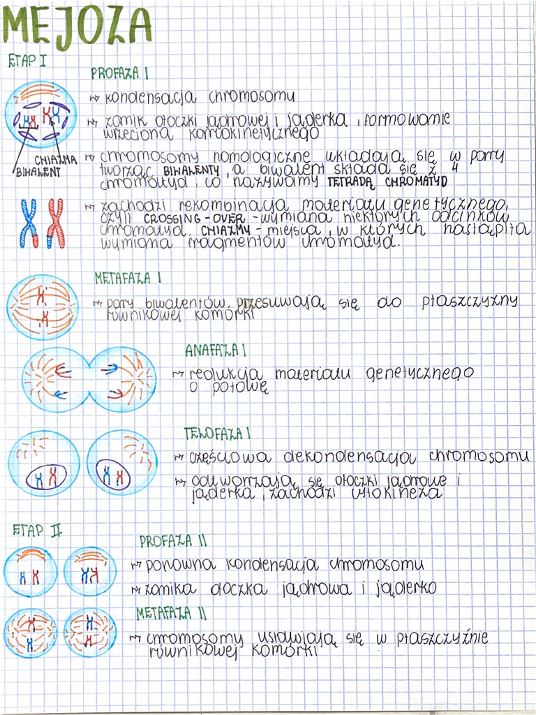MEJOZA | PDF