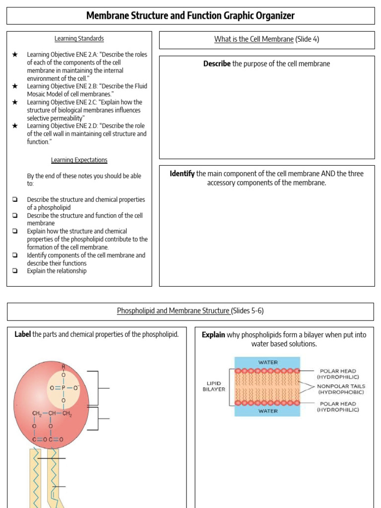 Copy+of+GO +Membrane+Structure+and+Function+ | PDF