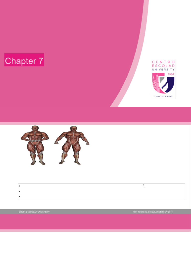 Muscular System | PDF | Skeletal Muscle | Neuromuscular Junction