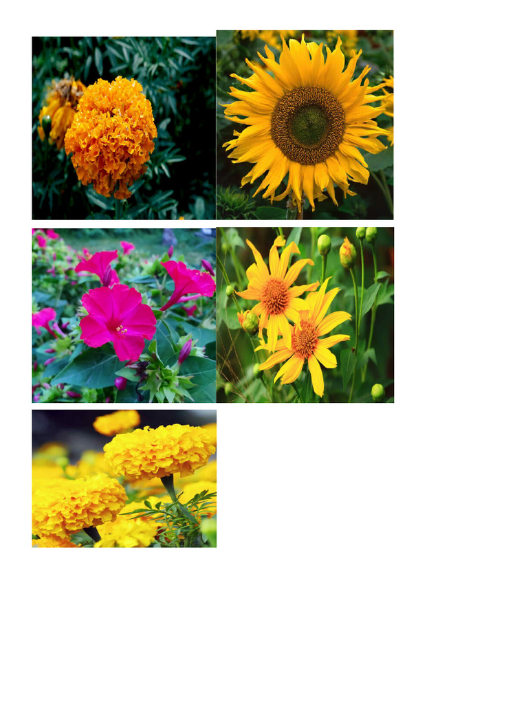 Flower | PDF