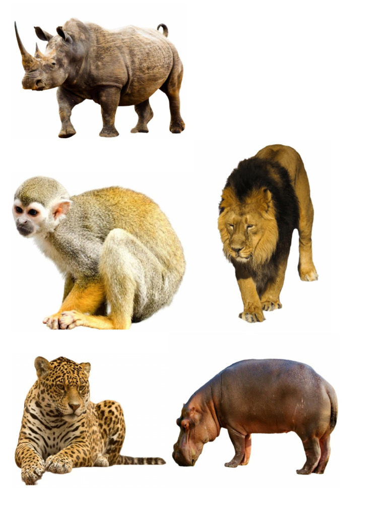 Animals | PDF