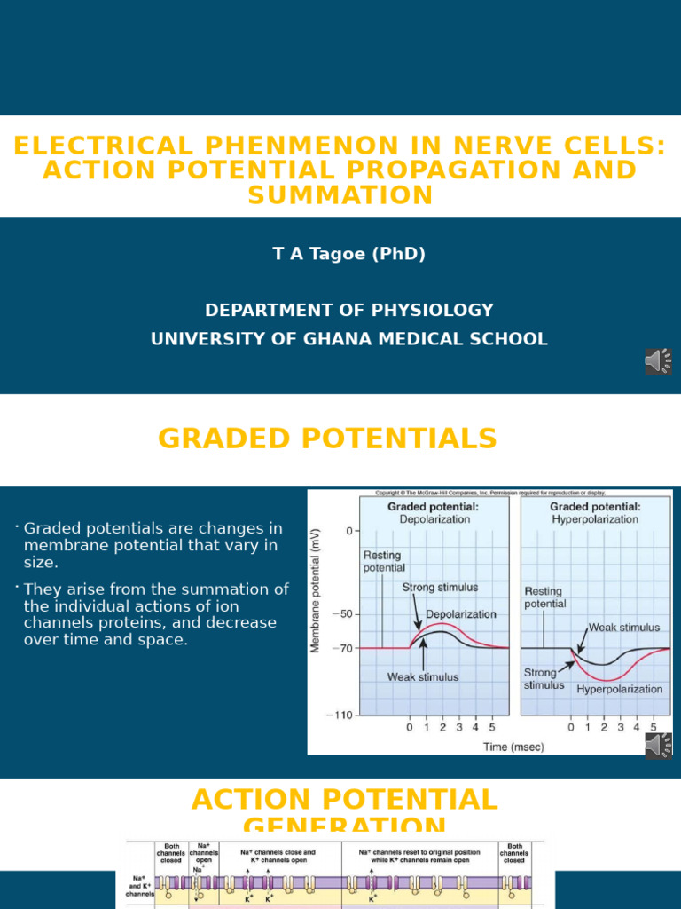 Action Potential in Nerve Cells Explained | PDF | Action Potential | Myelin