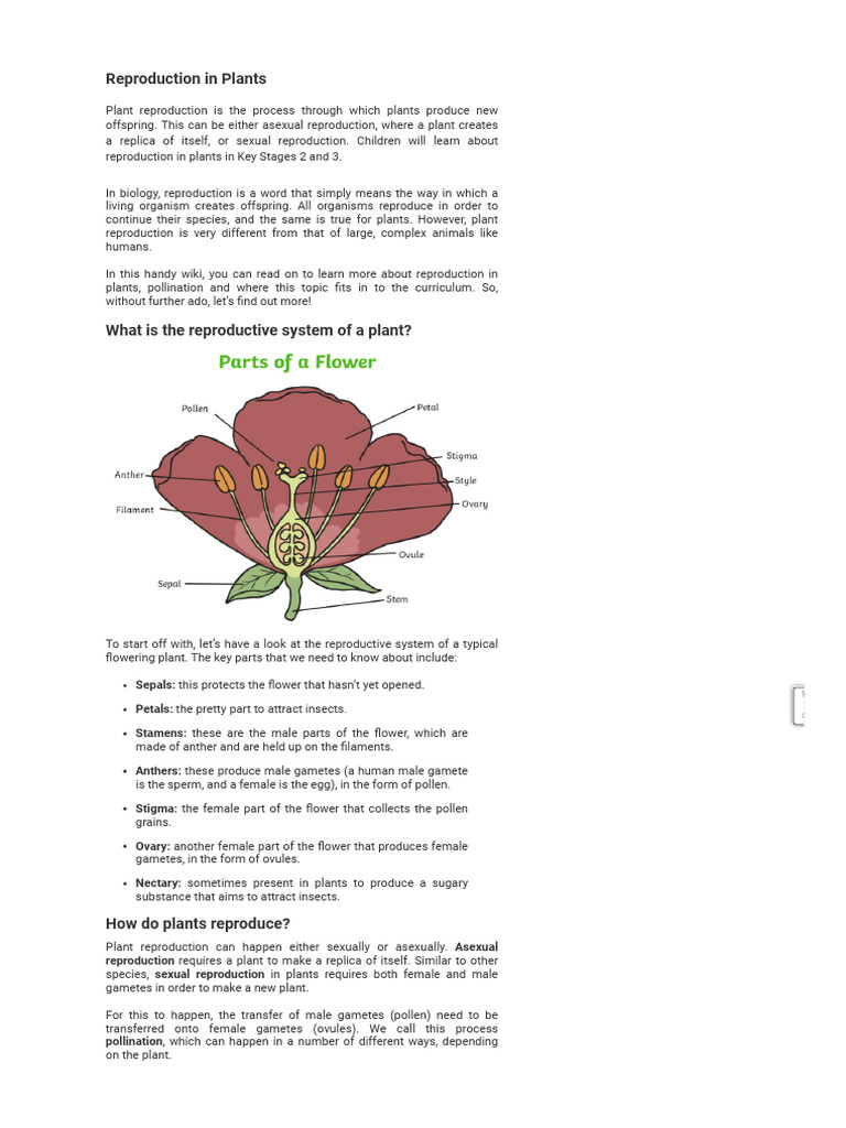 Plant Reproduction - Explanation and Teaching Ideas - Twinkl | PDF ...