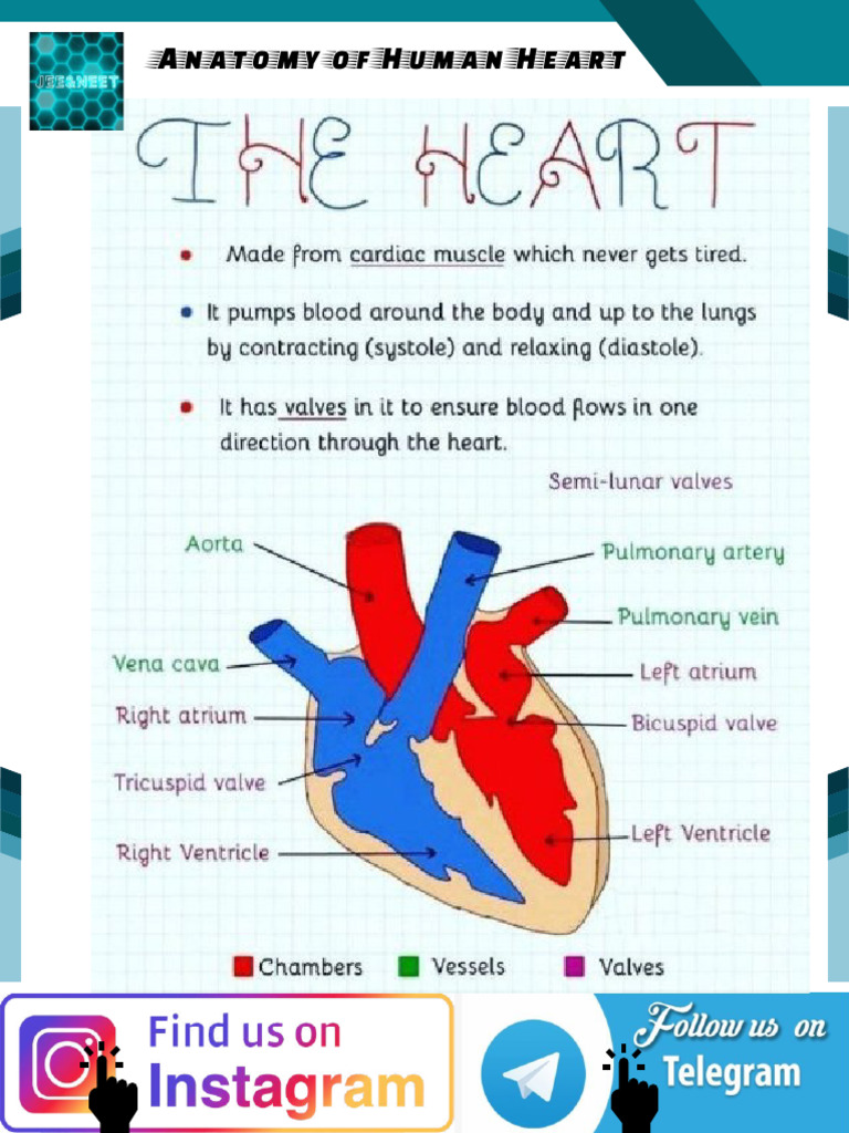 Anatomy of the Human Heart Explained | PDF